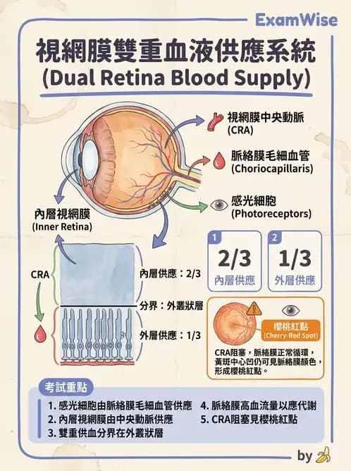 驗光生 - 眼部血液供應、脈絡膜與玻璃體 - AI 圖文解析預覽