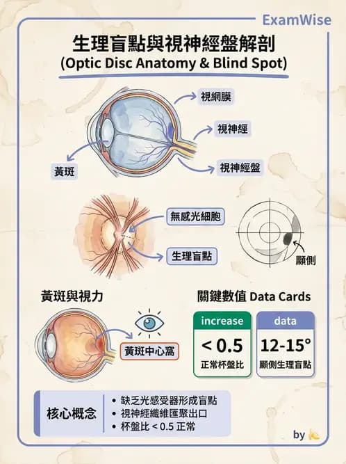 驗光生 - 視網膜組織結構與感光細胞 - AI 圖文解析預覽