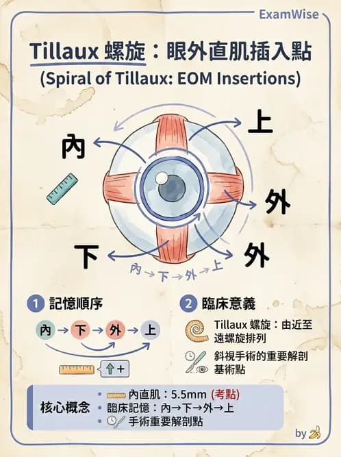 驗光生 - 眼外肌解剖與運動神經支配 - AI 圖文解析預覽