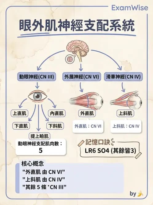 驗光生 - 眼外肌解剖與運動神經支配 - AI 圖文解析預覽