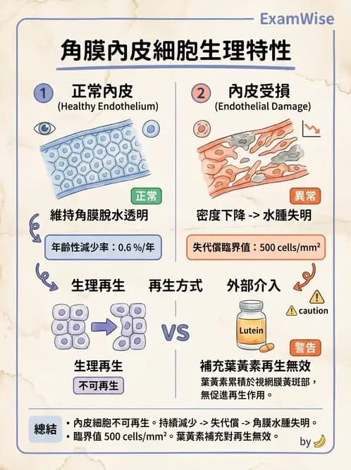 驗光生 - 角膜與鞏膜 - AI 圖文解析預覽
