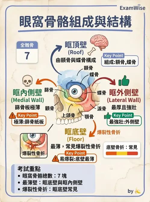 驗光生 - 眼窩骨解剖、眼瞼與結膜 - AI 圖文解析預覽