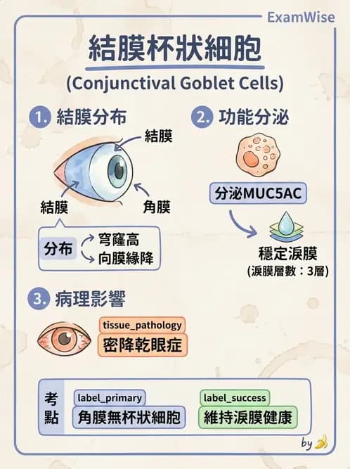 驗光生 - 眼窩骨解剖、眼瞼與結膜 - AI 圖文解析預覽