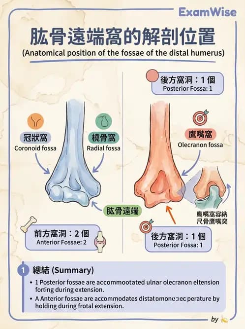 放射 - 骨骼系統 - AI 圖文解析預覽