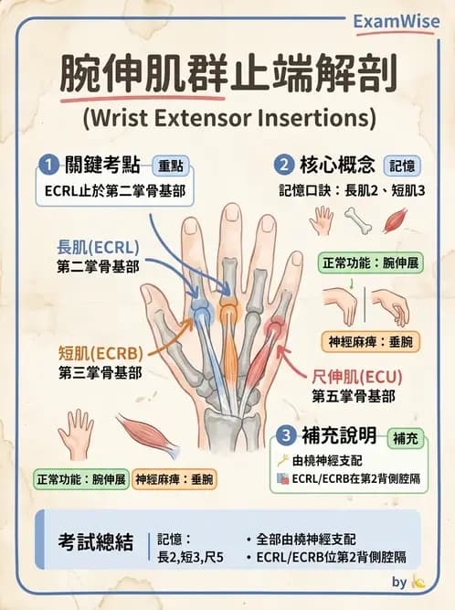 放射 - 上肢肌肉 - AI 圖文解析預覽