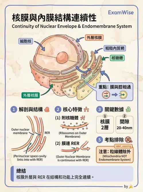 放射 - 細胞、組織與外皮系統 - AI 圖文解析預覽