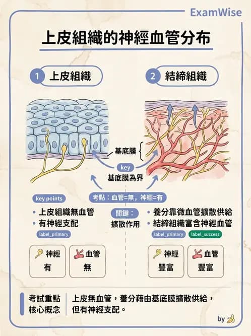 放射 - 細胞、組織與外皮系統 - AI 圖文解析預覽