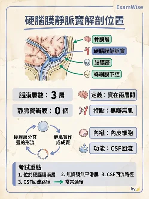 放射 - 腦幹、脊髓與腦室系統 - AI 圖文解析預覽