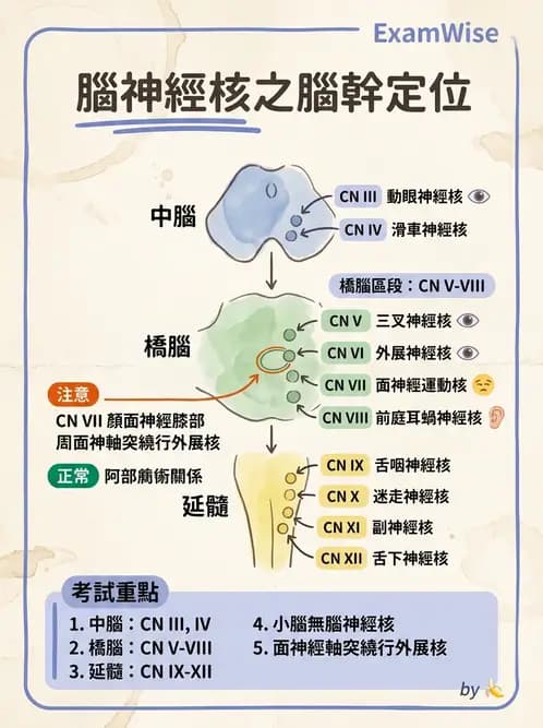 放射 - 腦幹、脊髓與腦室系統 - AI 圖文解析預覽