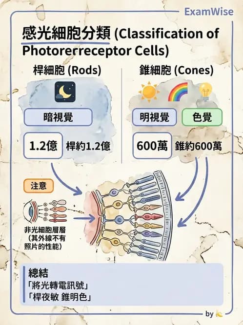 放射 - 特殊感官 - AI 圖文解析預覽