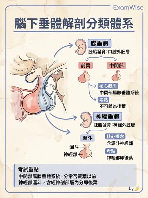 放射 - 內分泌系統 - AI 圖文解析預覽