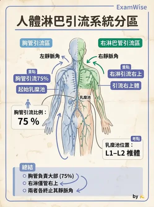 放射 - 淋巴及免疫系統 - AI 圖文解析預覽
