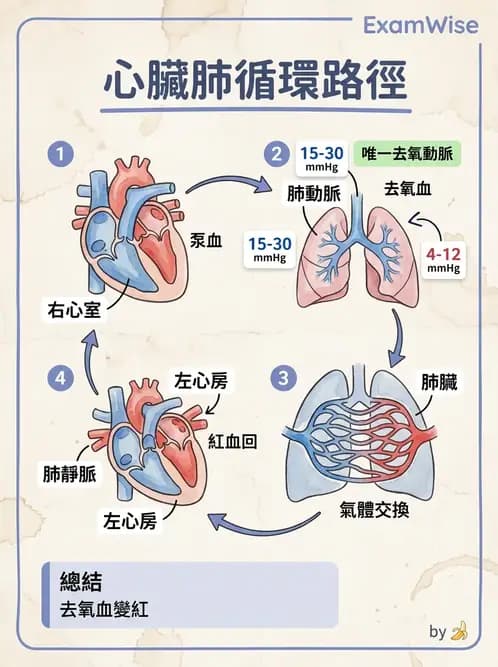 放射 - 心臟 - AI 圖文解析預覽