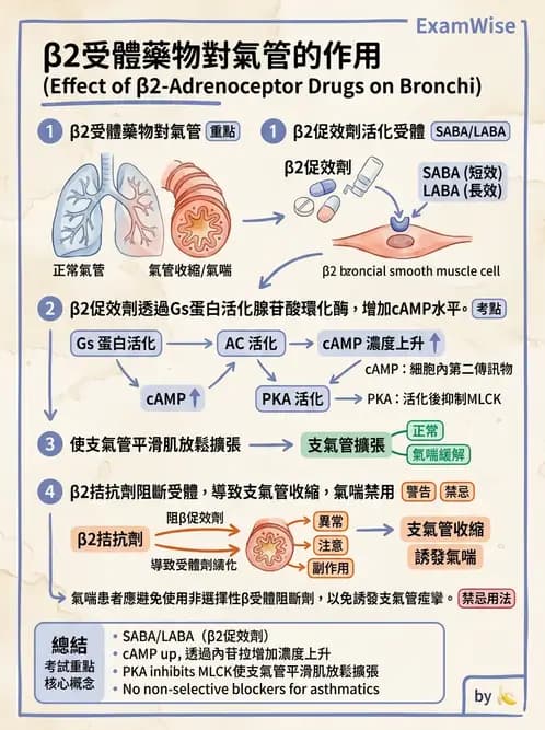放射 - 神經生理 - AI 圖文解析預覽