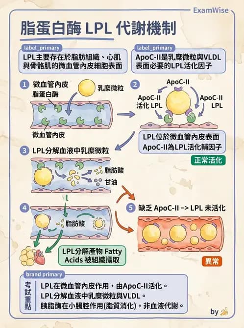 放射 - 肌肉及代謝生理 - AI 圖文解析預覽