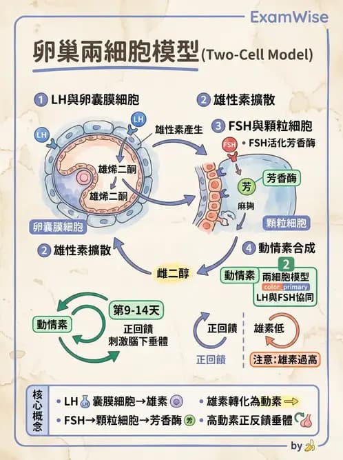 放射 - 生殖生理 - AI 圖文解析預覽