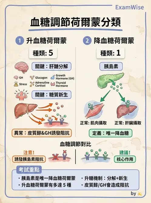 放射 - 內分泌生理 - AI 圖文解析預覽