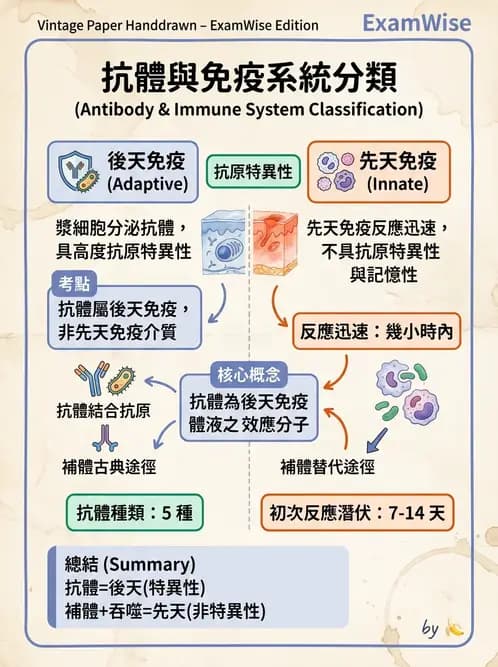 放射 - 血液及免疫生理 - AI 圖文解析預覽