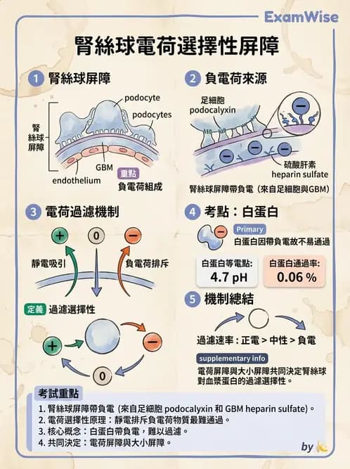 放射 - 腎臟生理 - AI 圖文解析預覽
