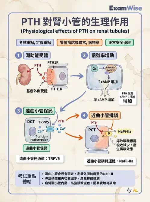 放射 - 內分泌生理 - AI 圖文解析預覽