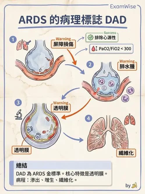放射 - 呼吸系統疾病 - AI 圖文解析預覽
