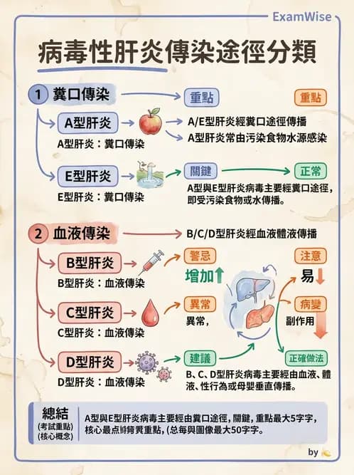 放射 - 肝臟、膽道及胰臟疾病 - AI 圖文解析預覽