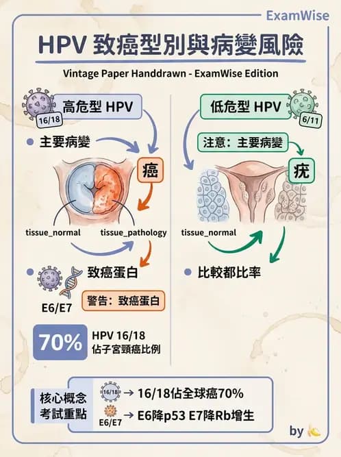 放射 - 生殖系統及乳房疾病 - AI 圖文解析預覽