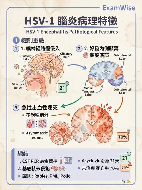 放射 - 神經系統疾病 - AI 圖文解析預覽