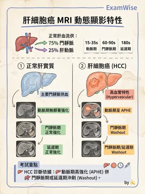 放射 - 射頻系統與線圈 - AI 圖文解析預覽