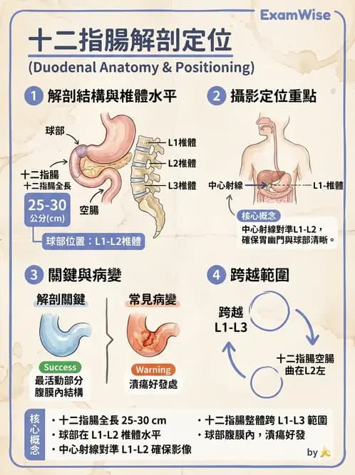 放射 - 消化道造影 - AI 圖文解析預覽