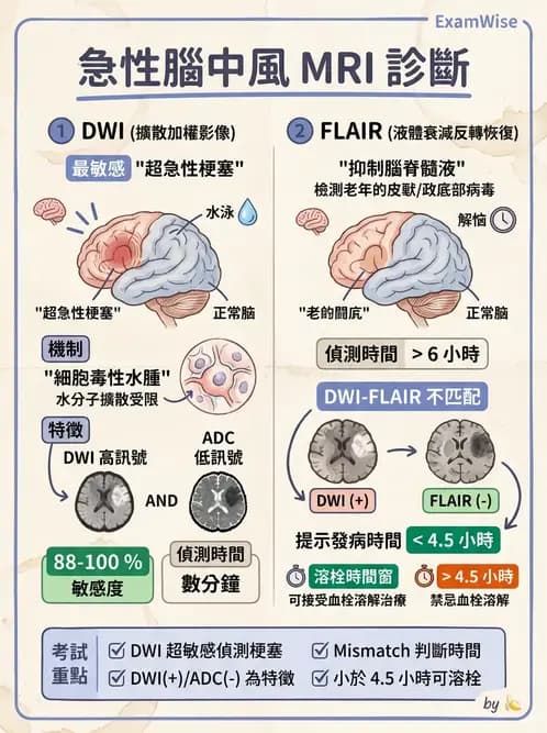 放射 - MR進階影像與臨床應用 - AI 圖文解析預覽