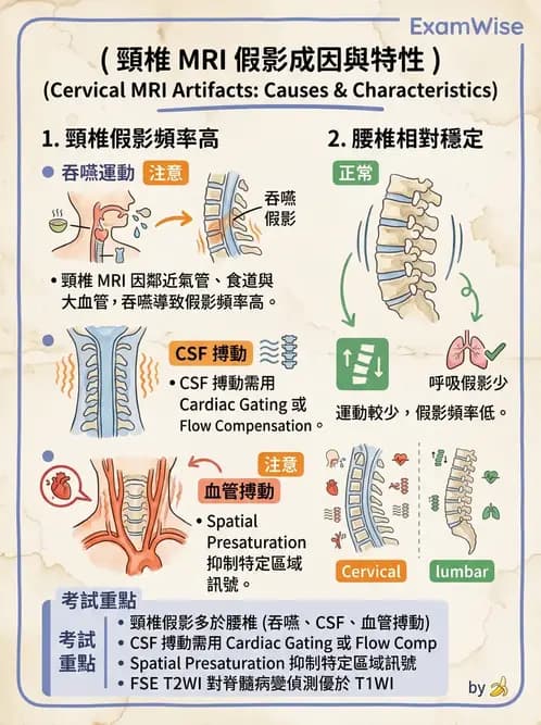 放射 - MR進階影像與臨床應用 - AI 圖文解析預覽