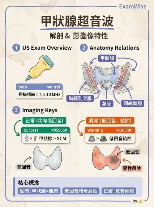放射 - 泌尿生殖與小器官超音波 - AI 圖文解析預覽