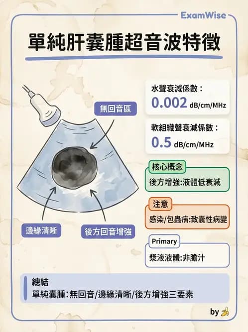 放射 - 肝臟超音波 - AI 圖文解析預覽