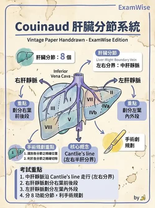 放射 - 肝臟超音波 - AI 圖文解析預覽
