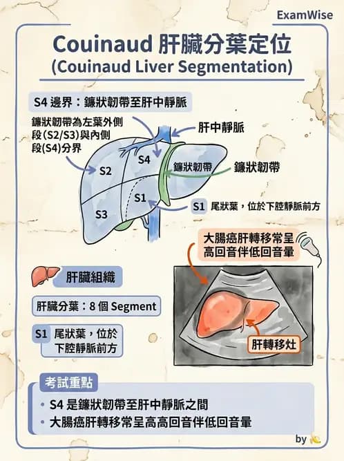 放射 - 肝臟超音波 - AI 圖文解析預覽