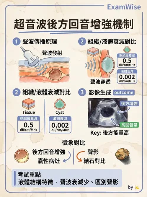 放射 - 肝臟超音波 - AI 圖文解析預覽