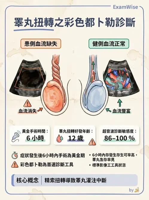 放射 - 泌尿生殖與小器官超音波 - AI 圖文解析預覽