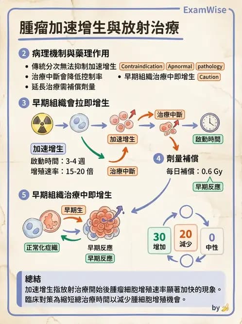 放射 - 時間劑量分次效應 - AI 圖文解析預覽