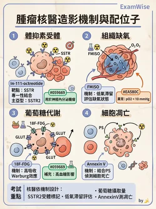 放射 - 腫瘤PET藥物 - AI 圖文解析預覽