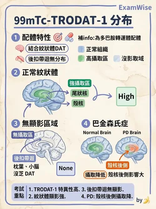 放射 - 腦部造影 - AI 圖文解析預覽