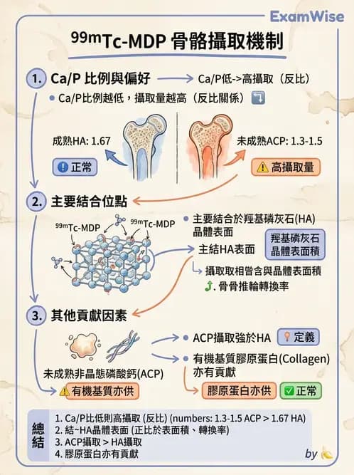 放射 - 骨骼與發炎造影SPECT藥物 - AI 圖文解析預覽