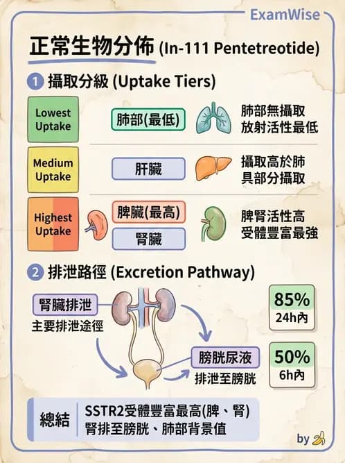 放射 - 標靶受體腫瘤造影 - AI 圖文解析預覽