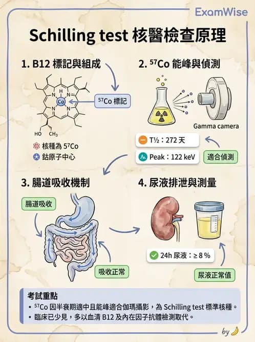 放射 - 消化道造影 - AI 圖文解析預覽