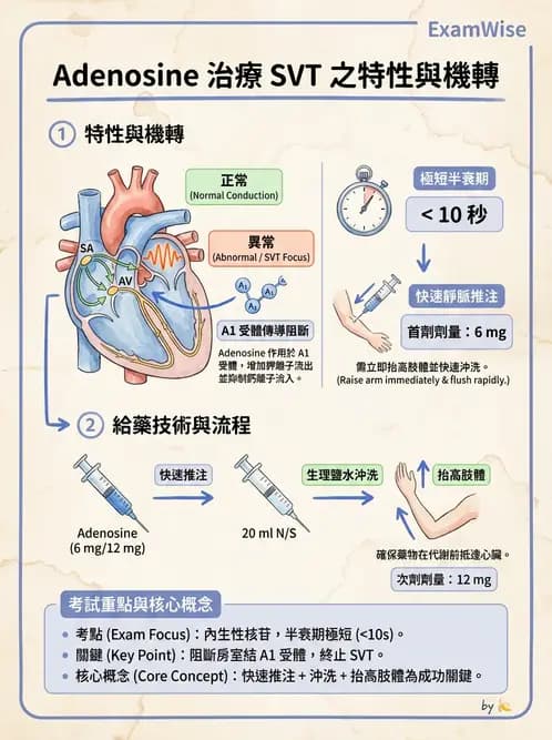 護理師 - 心臟藥物與抗血栓劑 - AI 圖文解析預覽