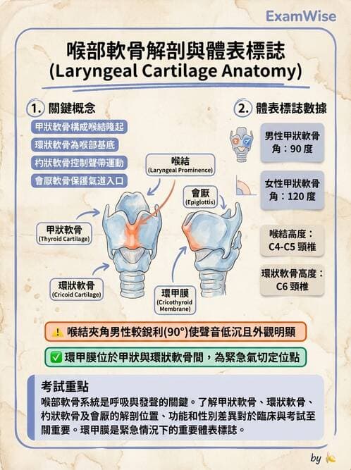 護理師 - 呼吸系統 - AI 圖文解析預覽