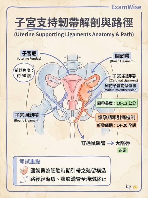 護理師 - 泌尿生殖系統 - AI 圖文解析預覽