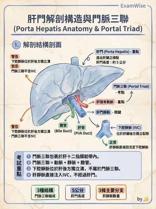 護理師 - 循環系統 - AI 圖文解析預覽