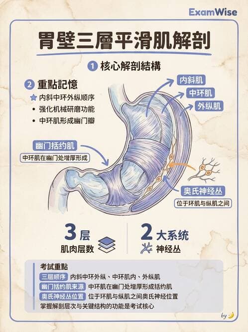 護理師 - 消化道 - AI 圖文解析預覽