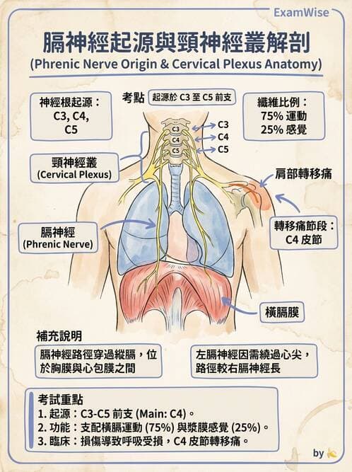 護理師 - 神經系統 - AI 圖文解析預覽
